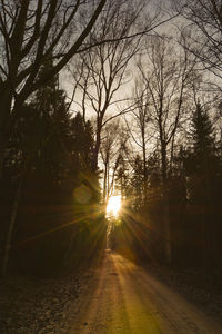Sun shining through trees at sunset