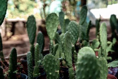 Close-up of succulent plant