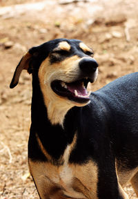 Close-up of dog sticking out tongue on land