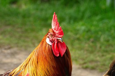 Close-up of rooster