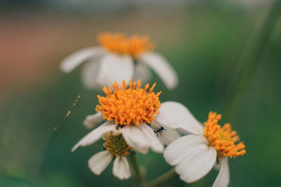 Close-up of orange flower on plant