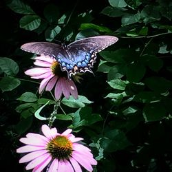 Close-up of butterfly pollinating on flower