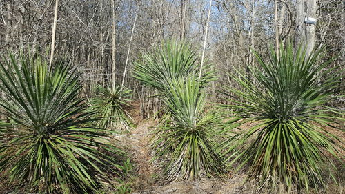 Palm trees growing on field in forest