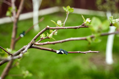 Close-up of bird on branch