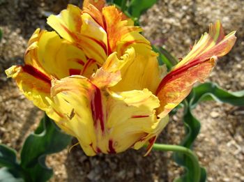 Close-up of yellow flower