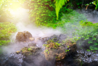 Scenic view of waterfall in forest