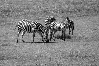 Zebra zebras on a field