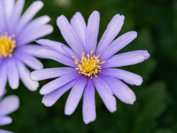 Close-up of purple daisy