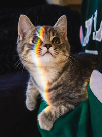 Close-up portrait of a cat at home