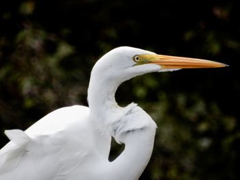 Close-up of a bird