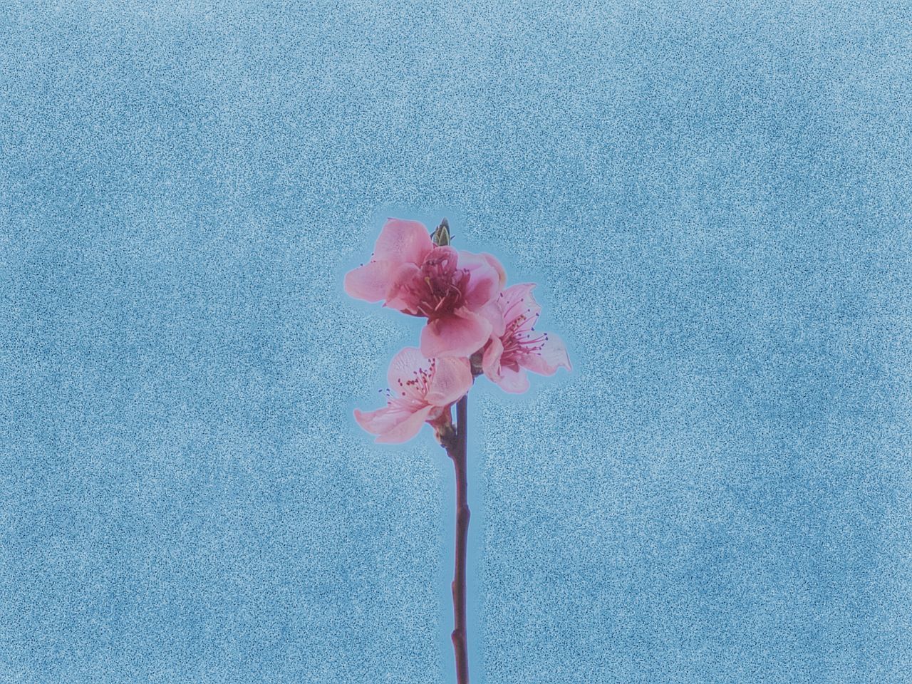 CLOSE-UP OF PINK FLOWER ON WHITE BACKGROUND