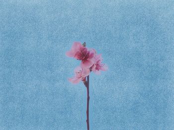 Close-up of pink flower against blue background