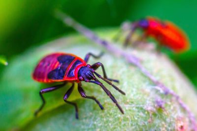 Close-up of insect on red flower