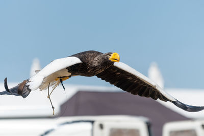 Low angle view of eagle flying against sky