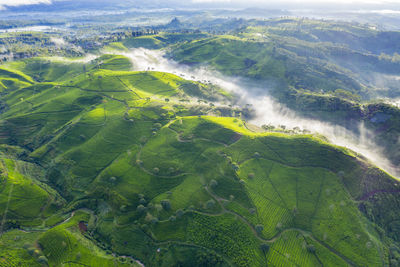 High angle view of green landscape