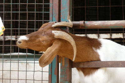 View of an animal in cage at zoo