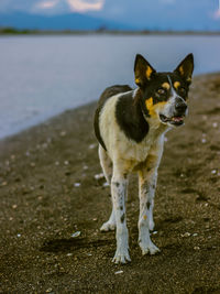 Dog standing on beach