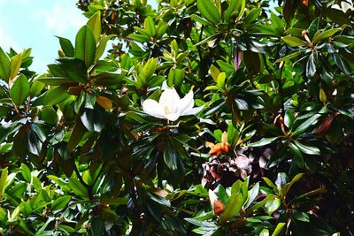 Low angle view of flower tree against sky