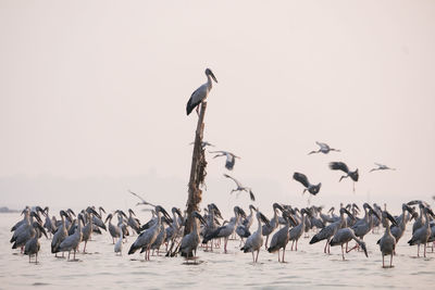 Flock of seagulls perching