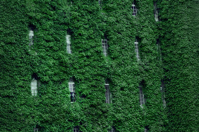 High angle view of plants