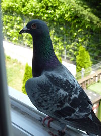 Close-up of bird perching on tree