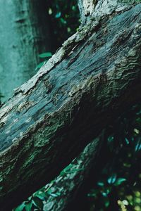 Close-up of tree trunk