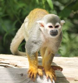 Close-up of monkey on wood