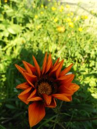 Close-up of orange flower on field