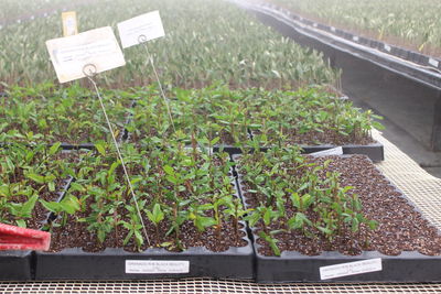 High angle view of potted plants in greenhouse