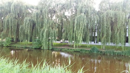 Panoramic view of trees on grass against sky