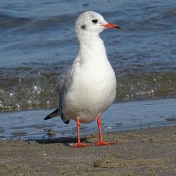 Seagull on beach