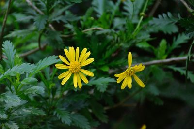 Close-up of yellow flowers blooming outdoors