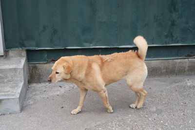 Dog standing on road in city