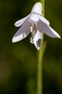 Close-up of white flower