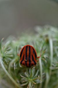 Close-up of graphosoma lineatum on plant