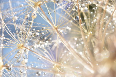 Close-up of frozen plant