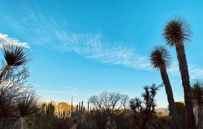 Low angle view of palm trees against blue sky