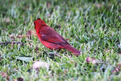 Close-up of bird perching on grass