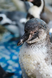 Close-up of a bird