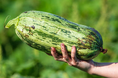 Close-up of hand holding fruit