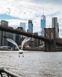 Seagull flying over river against cityscape
