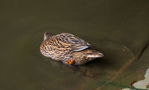 High angle view of mallard duck swimming in lake