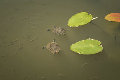 Leaves in pond with turtles