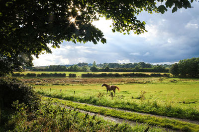 Horses in a field