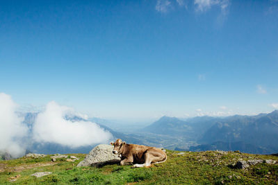 Cow relaxing on mountain against sky