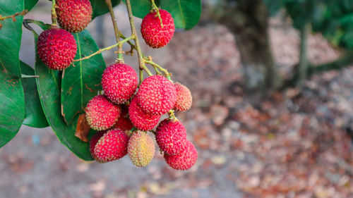 Close-up of strawberries on tree