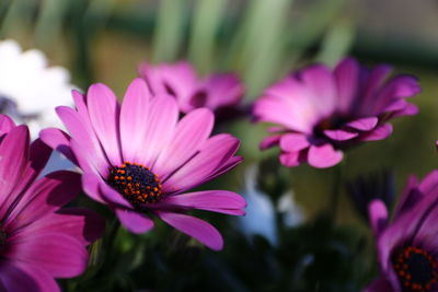 Close-up of pink cosmos flowers