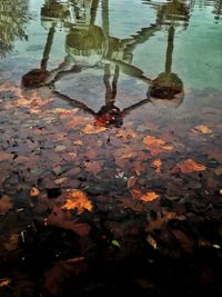 High angle view of leaves floating on puddle