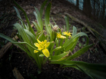 Close-up of yellow flowers blooming outdoors