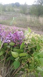 Purple flowering plants growing on land